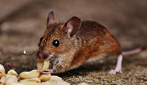 24 Hour & Emergency Exterminators in Kaukauna, WI